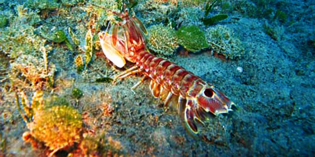 Αγγλία: Επιστήμονες εντόπισαν κοκαΐνη μέσα σε γαρίδες που ζουν σε ποτάμια