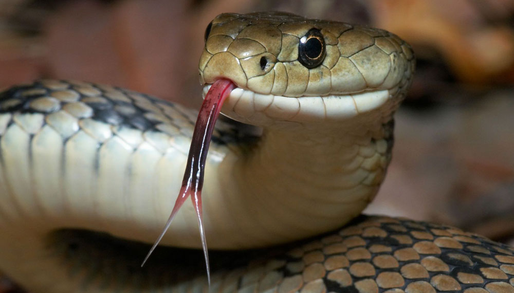 Αυστραλία: Βρέθηκε φίδι με τρία μάτια