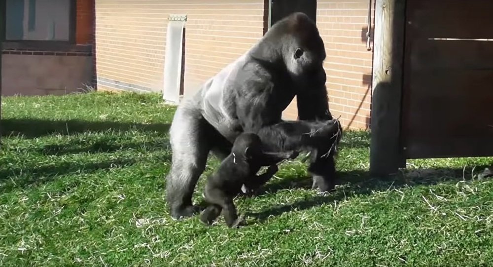 Γορίλας μαθαίνει «καλούς τρόπους» στο παιδί του (βίντεο)