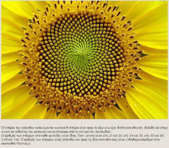 Γιατί ο αριθμός 1.618034 είναι τόσο σημαντικός;