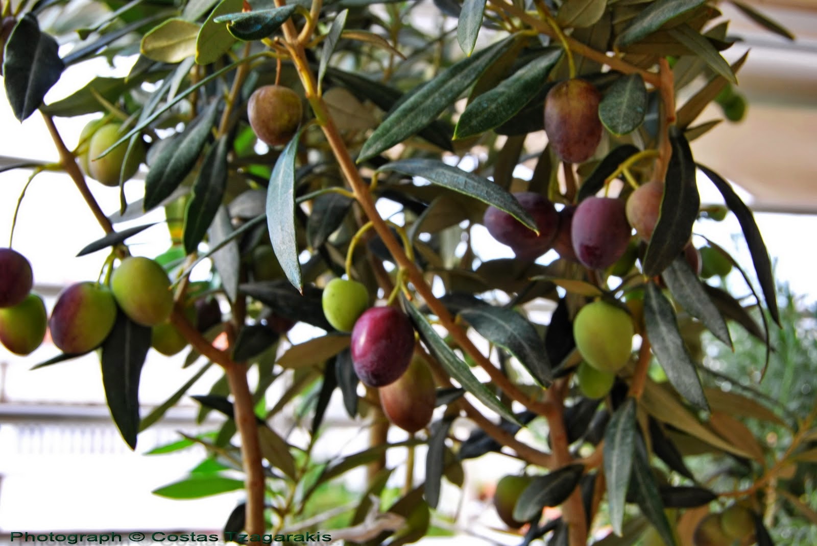 Η ελληνική τροφή με τα απίστευτα οφέλη για την υγεία