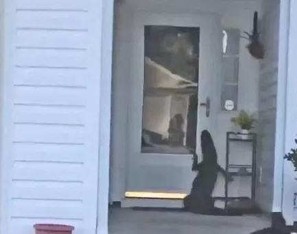 Αλιγάτορας χτυπά κουδούνια και σπείρει τον πανικό στους ενοίκους (βίντεο)