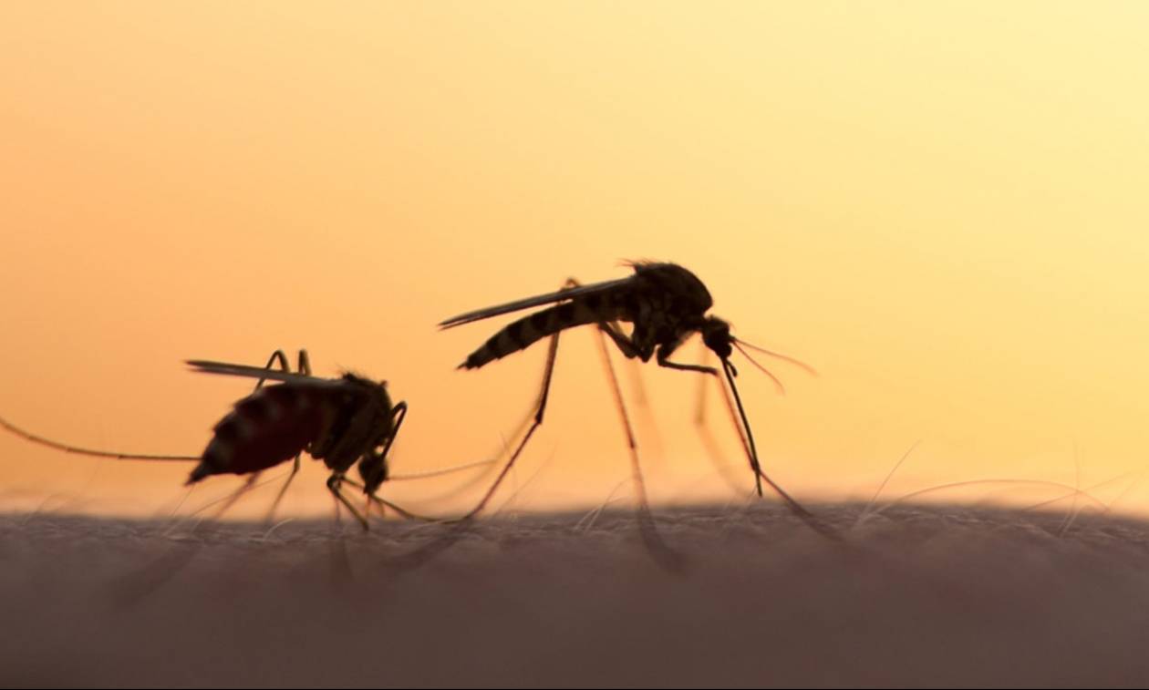 Εμφανίστηκαν κουνούπια γίγαντες στην Αττική – Πόσο επικίνδυνα είναι