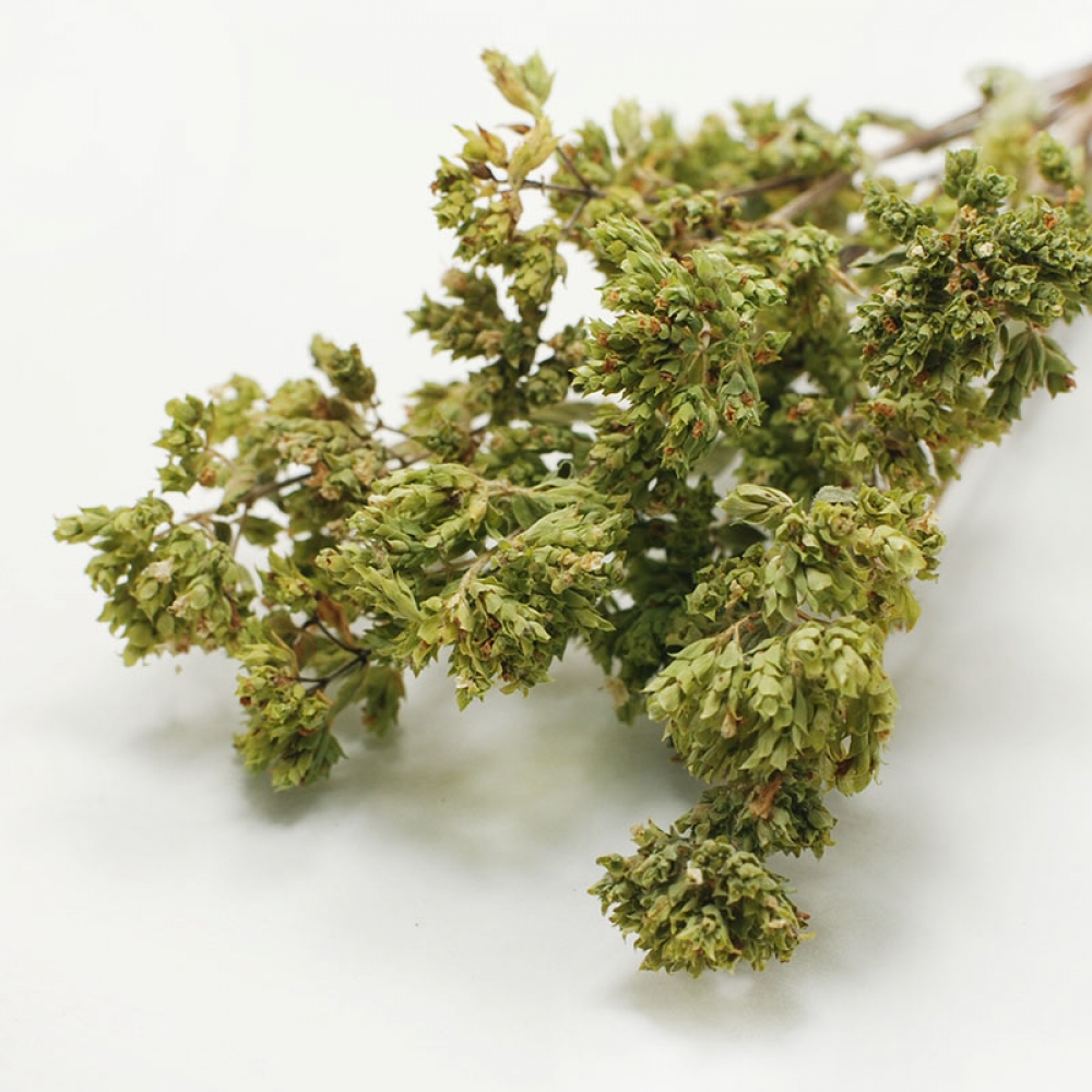 Τα ελληνικά βότανα με αντιβιοτικό χαρακτήρα