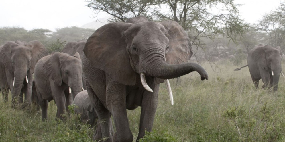 Στρατιώτης σκοτώθηκε από επίθεση ελέφαντα στο Μαλάουι