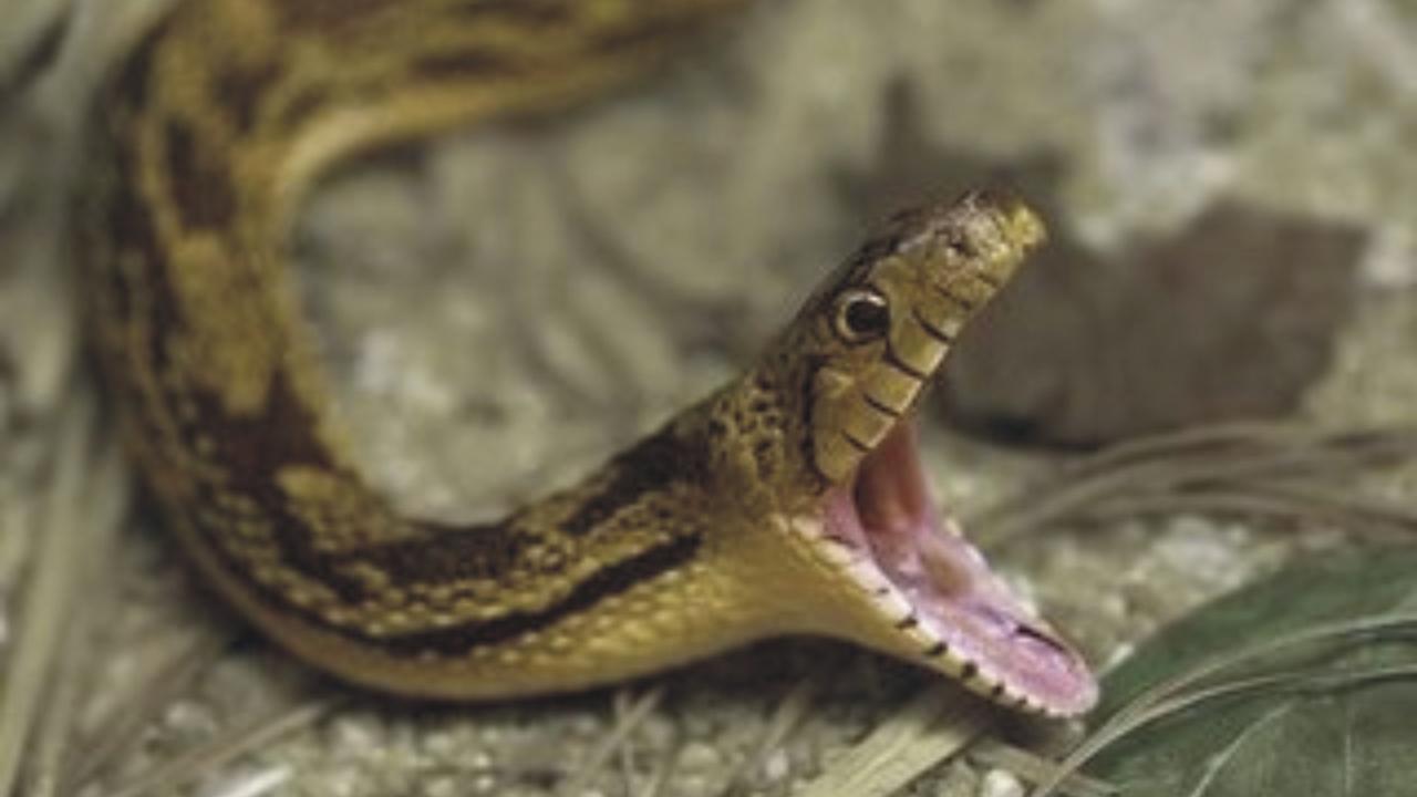 Οκλαχόμα: Δείτε τη στιγμή που φίδι δαγκώνει στο πρόσωπο άντρα (βίντεο)