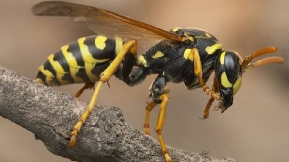 Έρευνα: Η σφήκα έχει λογική που μοιάζει με… τη δική μας!