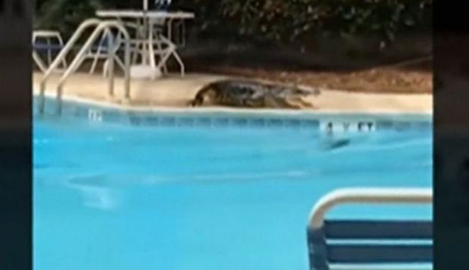 Αλιγάτορας κάνει βουτιά σε πισίνα ξενοδοχείου και σπείρει τον φόβο (βίντεο)
