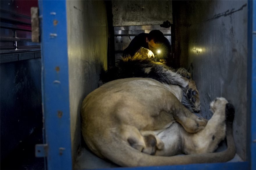 Ο «χειρότερς ζωολογικός κήπος της Ευρώπης» στην Αλβανία ελευθέρωσε 3 λιοντάρια