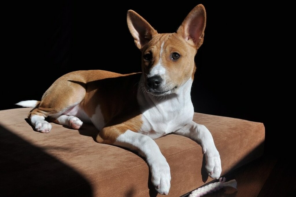 Απίστευτο! Αυτή η ράτσα σκύλου δεν γαβγίζει