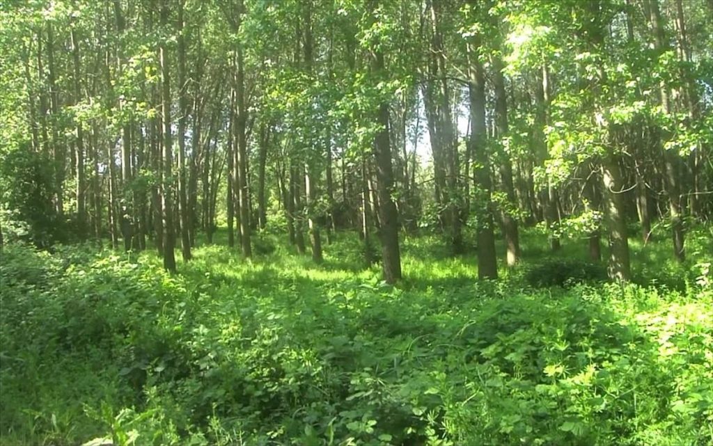 Η πλευρά της «άγριας» φύσης στην Ελλάδα (βίντεο)