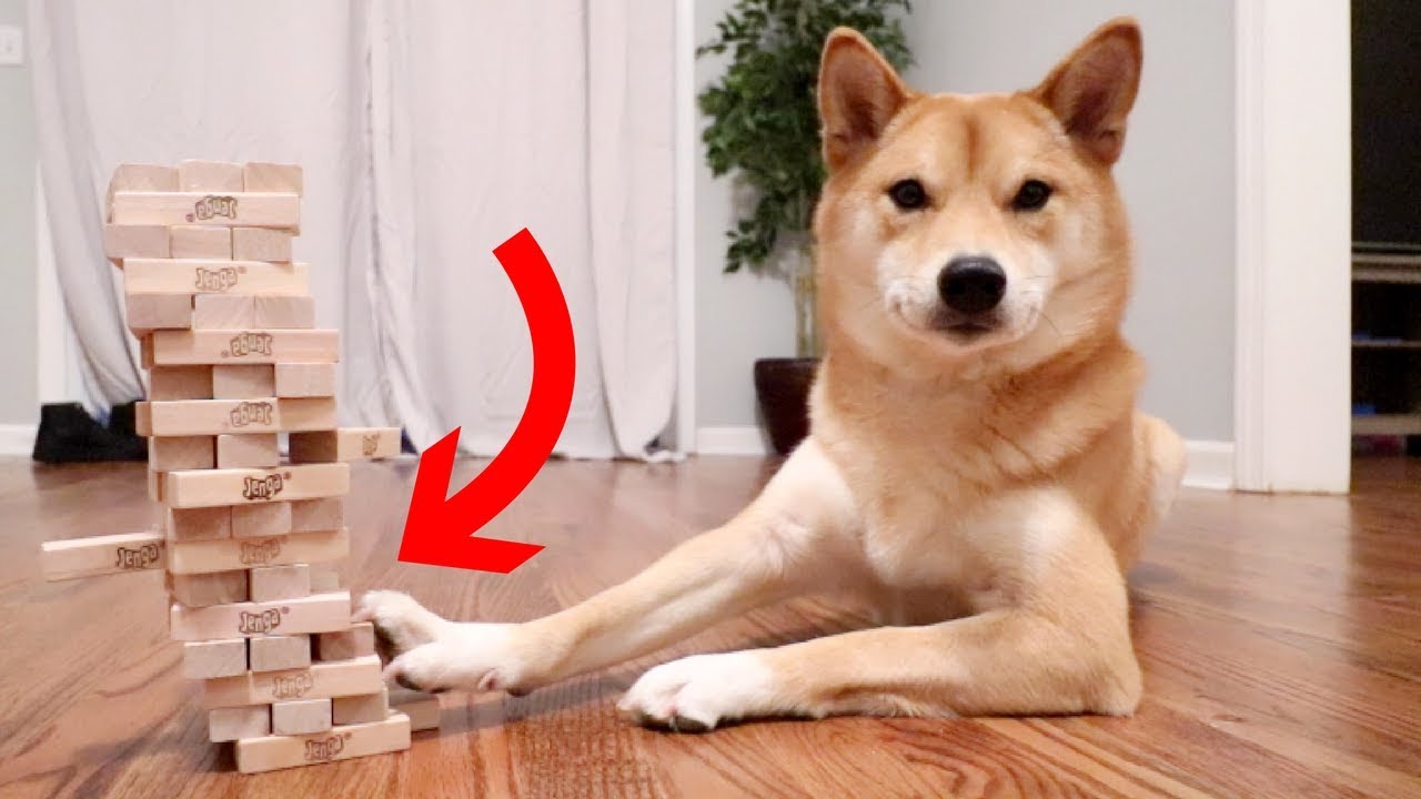 Απίστευτος σκύλος παίζει… Jenga χωρίς να ρίξει τον πύργο! (βίντεο)