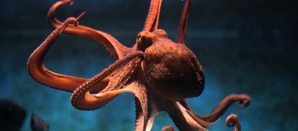 Χταπόδι επιτίθεται σε γυναίκα που ήθελε να το φάει ζωντανό! (βίντεο)