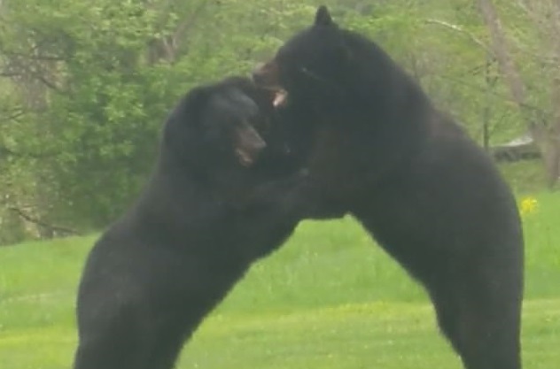 «Μάχη» γιγάντων – Αρσενικές αρκούδες μονομαχούν σκληρά για την «κατάκτηση» ενός θηλυκού (φώτο-βίντεο)