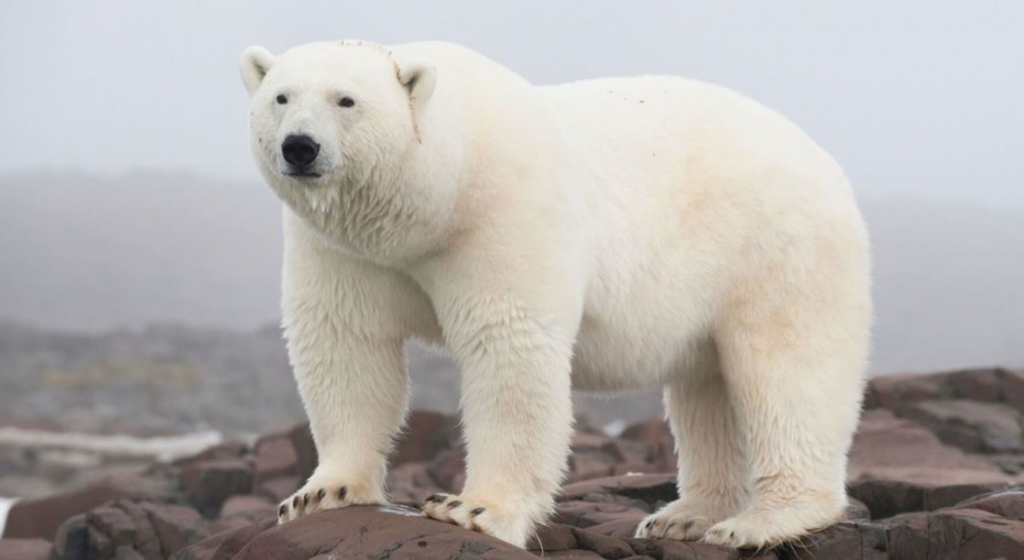 Πολική αρκούδα προσπαθεί ηρωικά  να σώσει το μικρό της (φωτο)