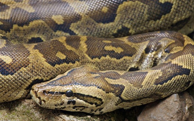 Κοιμόταν κάθε βράδυ με το κατοικίδιό της ώσπου η αλήθεια τη σόκαρε! (βίντεο)