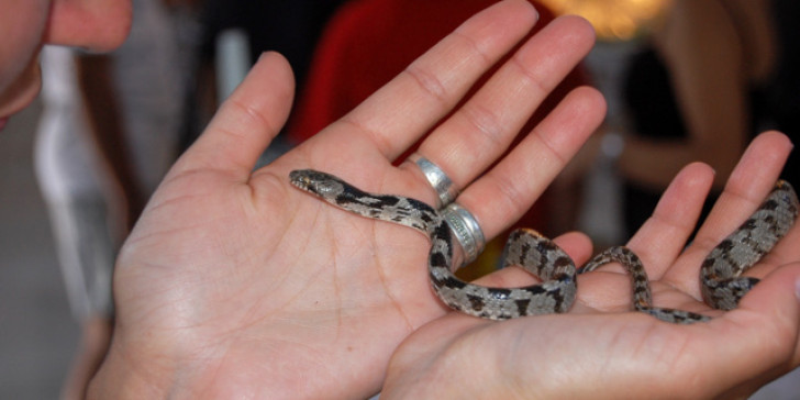 Τα φιδάκια της Παναγίας – Το θαύμα και η φοβερή ιστορία πίσω από αυτό