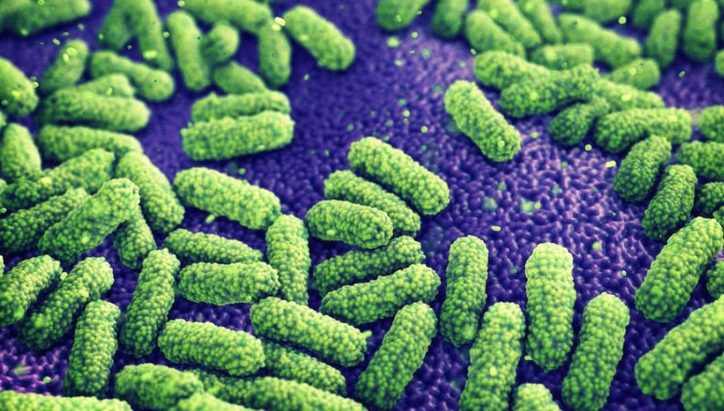 Βακτήριο – φονιάς «σπέρνει» το θάνατο: Αφανίζει τις καλλιέργειες στην Ευρώπη