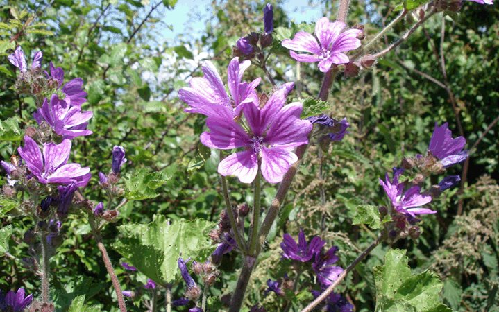 Μολόχα: Ένα φυτό με θεραπευτικές ιδιότητες