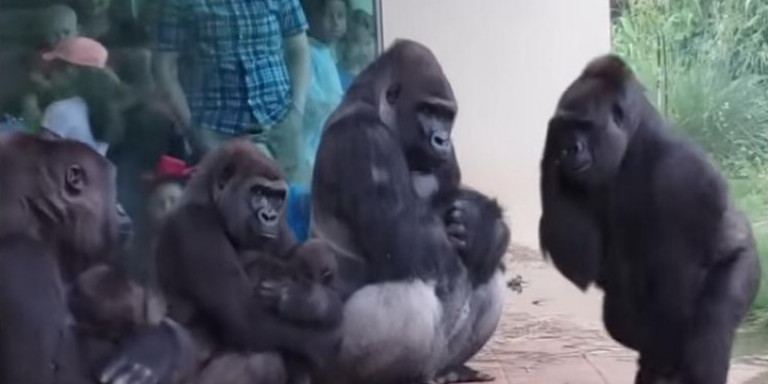 H ξεκαρδιστική προσπάθεια γοριλλών να αποφύγουν τη βροχή σε ζωολογικό κήπο (βίντεο)