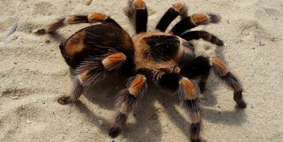 Το… σατανικό κόλπο που βρήκε για να μην έρχεται η πεθερά του στο σπίτι