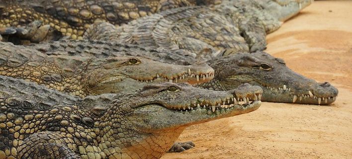 «Ουρλιαχτά από την κόλαση»- Η νύχτα που οι κροκόδειλοι έφαγαν 500 με 1.000 Ιάπωνες στη νήσο Ραμρί (φώτο)