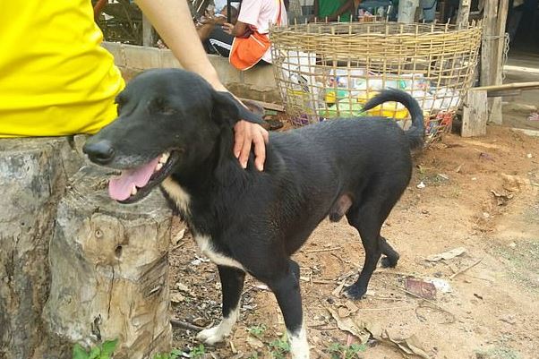 Ένας σκύλος έσωσε νεογέννητο που το είχε θάψει ζωντανό η 15χρονη μητέρα του (βίντεο)