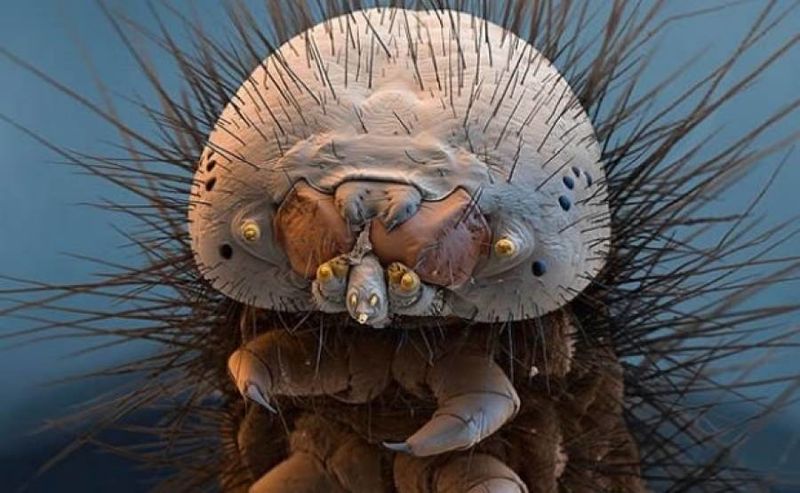 Δείτε πώς είναι τα ακάρεα που υπάρχουν στο κρεβάτι σας! (βίντεο)