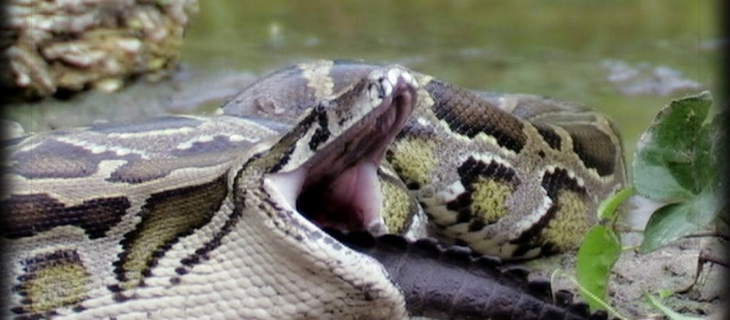 «Λαίμαργος» πύθωνας προσπάθησε να κατασπαράξει γάτα – Τη συνέτριψε (βίντεο)
