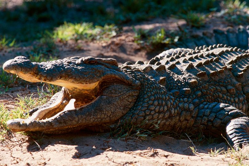 Τραγικός θάνατος ψαρά – Κροκόδειλος κατασπάραξε τα γεννητικά του όργανα