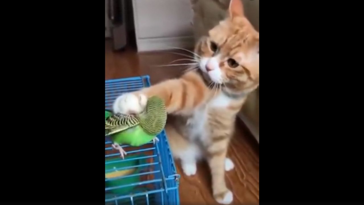 Το βίντεο που κάνει το γύρο του διαδικτύου – Το τρυφερό χάδι της γάτας σε παπαγαλάκι!