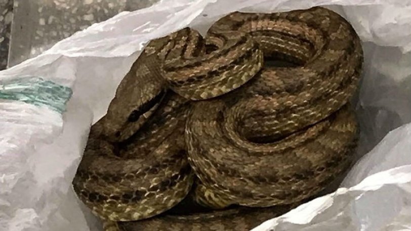 Aπίστευτο! Φίδι βρέθηκε σε ψυγείο καταστήματος εστίασης στο κέντρο της Θεσσαλονίκης (φωτο)