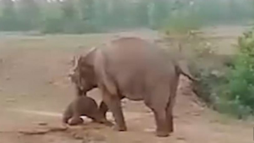 Ελέφαντας εκτός ελέγχου ποδοπάτησε μέχρι θανάτου χωρικό που πλησίασε το νεκρό μικρό του (βίντεο)
