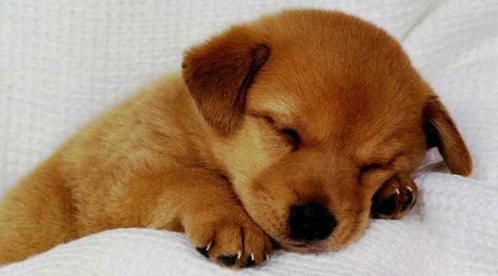 Αυτό είναι το μεγαλύτερο κουτάβι στον κόσμο! (βίντεο)