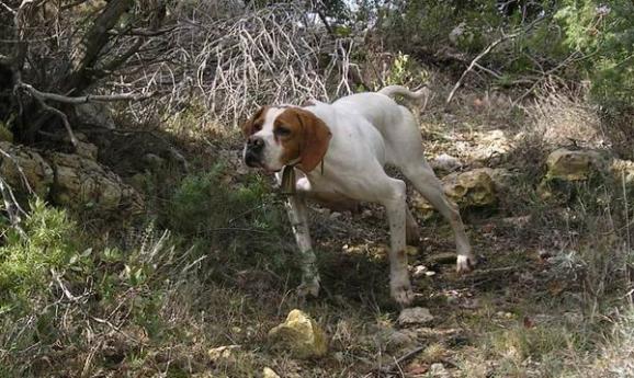 Ποινή φυλάκισης για 67χρονο που πυροβόλησε το σκύλο του στη Κέρκυρα