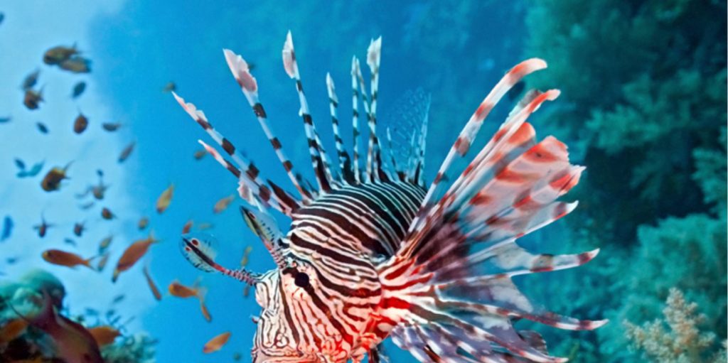 Συναγερμός στο Αιγαίο: Eπικίνδυνα ψάρια-«εισβολείς» στα ελληνικά νερά