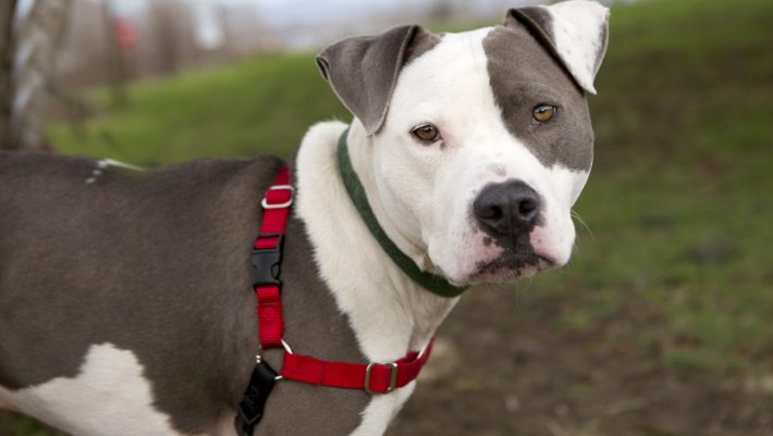 Χανιά: Εισβολή πίτμπουλ σε καφετέρια – Δάγκωσε δύο άτομα και ένα σκυλάκι (φωτο)