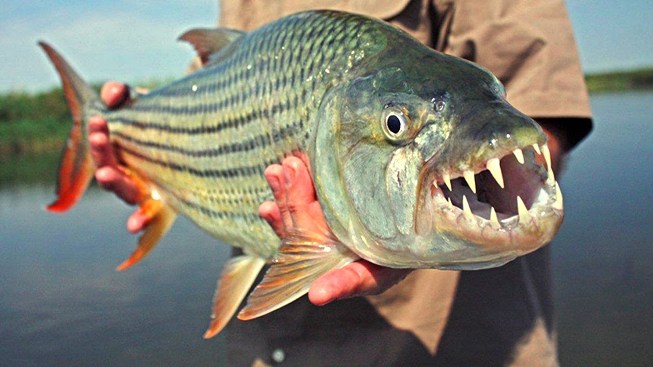 Τα δέκα πιο επικίνδυνα ψάρια στον πλανήτη!