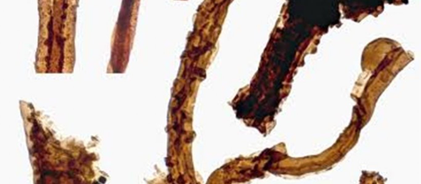 Επιστήμονες ανακάλυψαν το αρχαιότερο απολίθωμα μύκητα στον Καναδά – Είναι σχεδόν ενός δισ. ετών