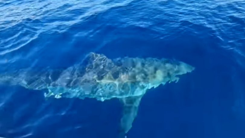 Βγήκαν για ψάρεμα και τους πήρε στο κυνήγι λευκός καρχαρίας έξι μέτρων (βίντεο)