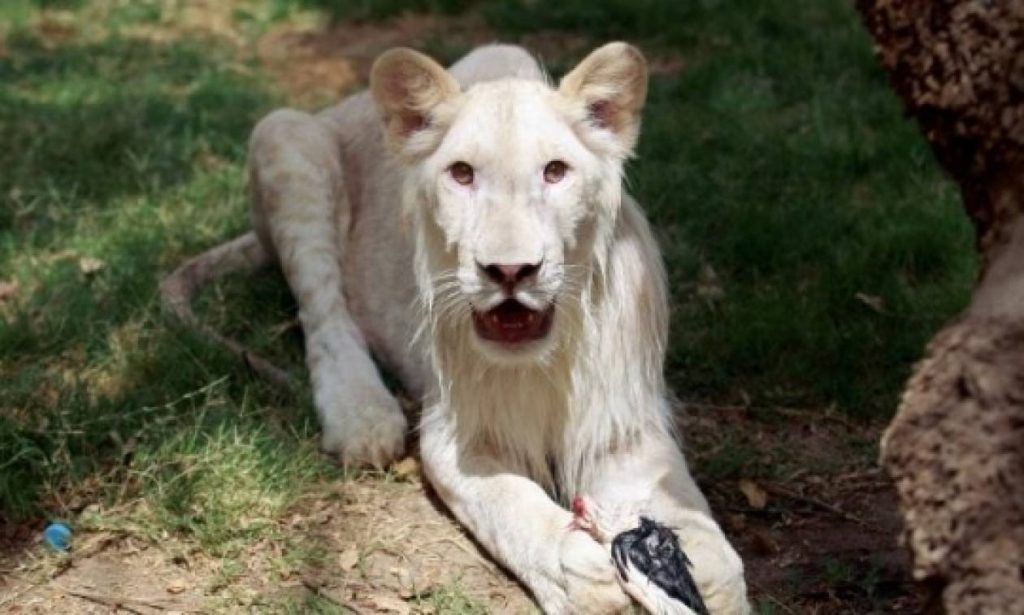 Οι επιστήμονες προειδοποιούν: «Σε 100 χρόνια θα έχουν σχεδόν εξαφανιστεί τα μεγάλα ζώα»