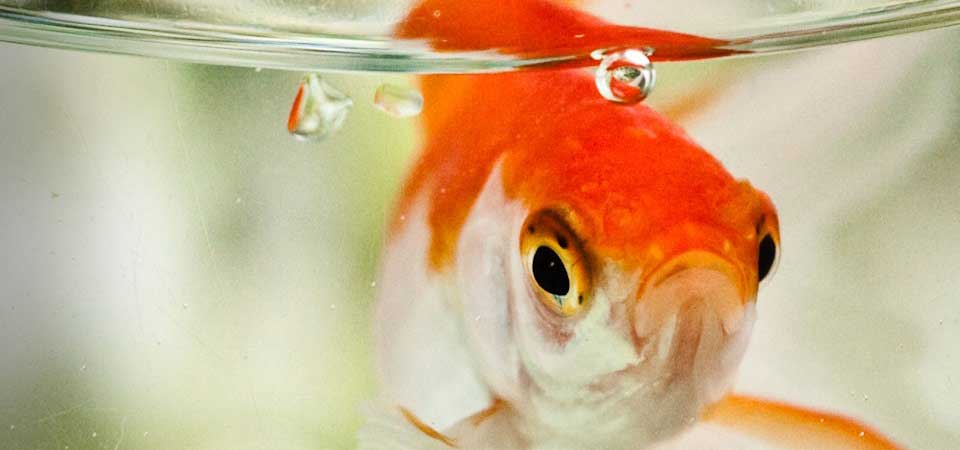 Τελικά πόση ώρα διαρκεί η μνήμη των χρυσόψαρων;