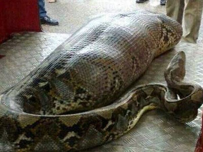 Δέκα τέρατα που όμως είναι αληθινά! (φωτο)