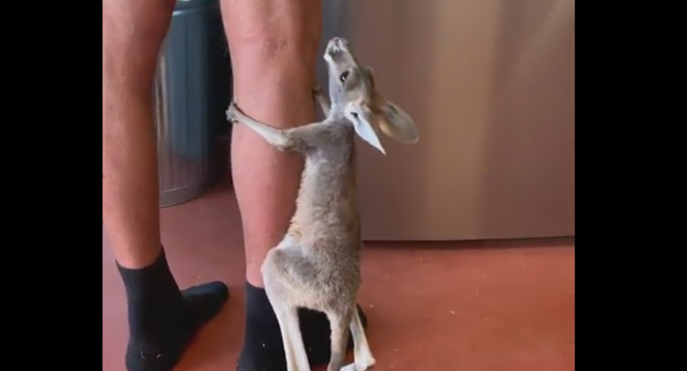 Ένα μικρό καγκουρό παίρνει στο κατόπι τον άντρα που ετοιμάζει φαγητό! (βίντεο)