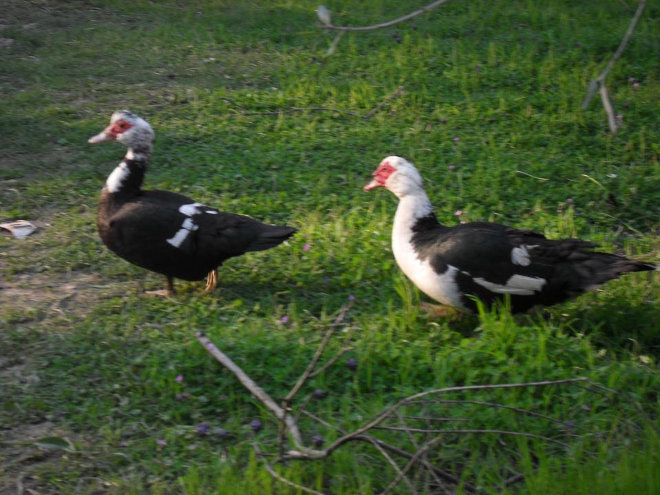 Πάπιες δημιουργούν μποτιλιάρισμα στο Μπαγκλαντές (βίντεο)