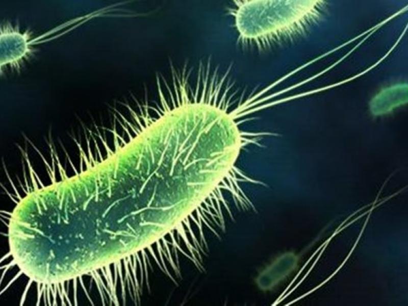 Ποιο δωμάτιο του σπιτιού έχει τα περισσότερα βακτήρια;