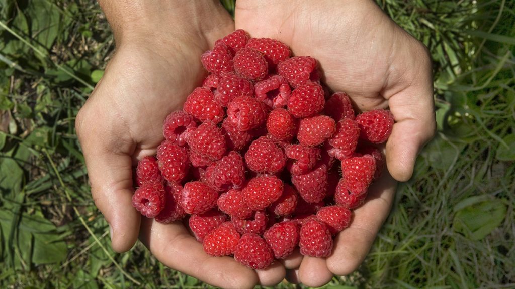 Βρετανία: Δημιούργησαν το πρώτο ρομπότ στον κόσμο που μπορεί να μαζεύει σμέουρα (βίντεο)