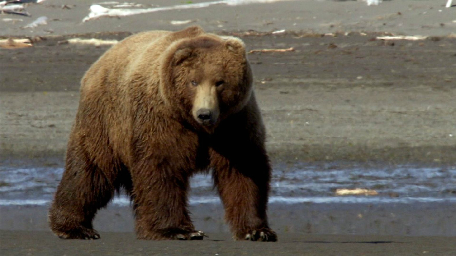 Βίντεο: Αρκούδα «τιμώρησε» εξυπνάκια που πήγε να το παίξει νταής