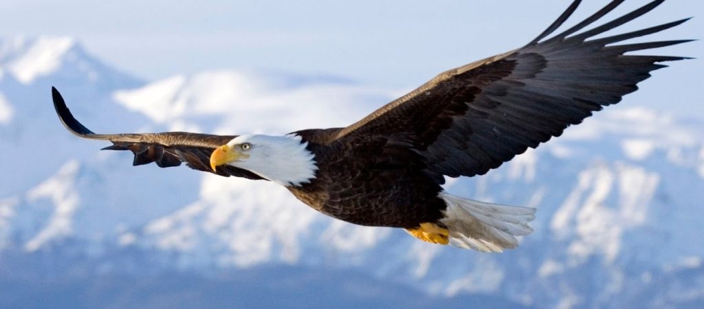 Η φωτογραφία ενός καραφλού αετού που κάνει το γύρο του διαδικτύου – «Τρελάθηκαν» στα social media