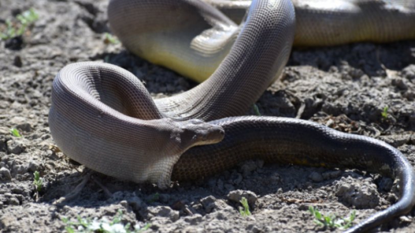 Τεράστιος πύθωνας καταπίνει ακόμα μεγαλύτερο πύθωνα αλλά αδυνατεί να τον χωνέψει και τον βγάζει ατόφιο (φώτο)